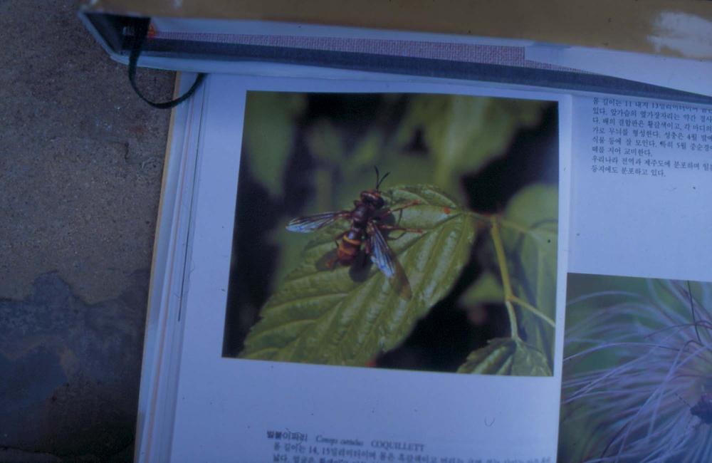 김명희 작품 및 관련 이미지 슬라이드 필름 2