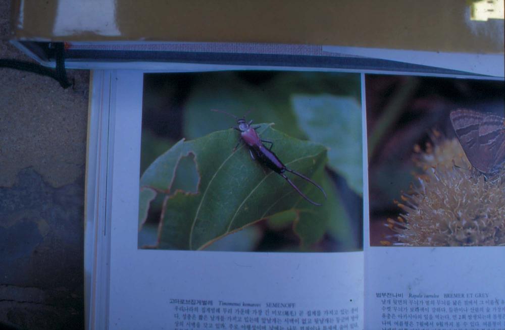 김명희 작품 및 관련 이미지 슬라이드 필름 2