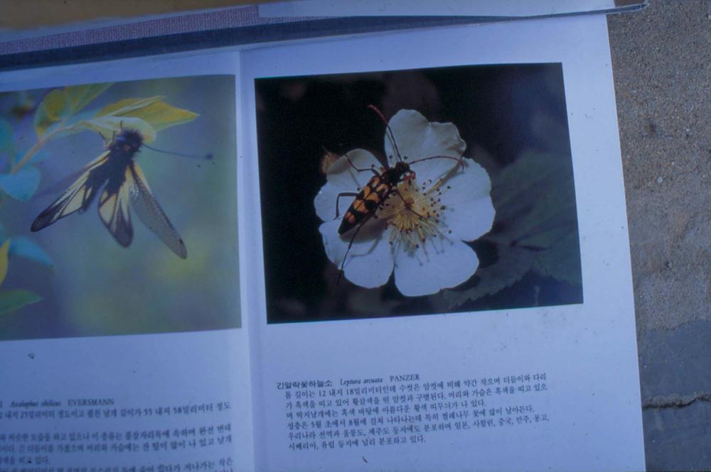 김명희 작품 및 관련 이미지 슬라이드 필름 2
