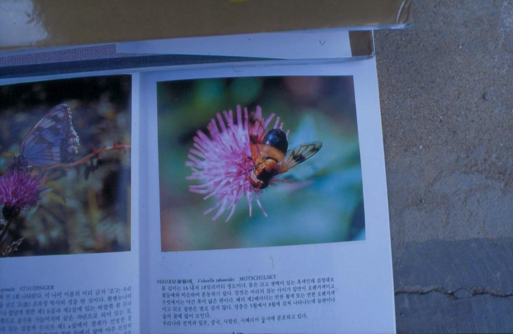 김명희 작품 및 관련 이미지 슬라이드 필름 2