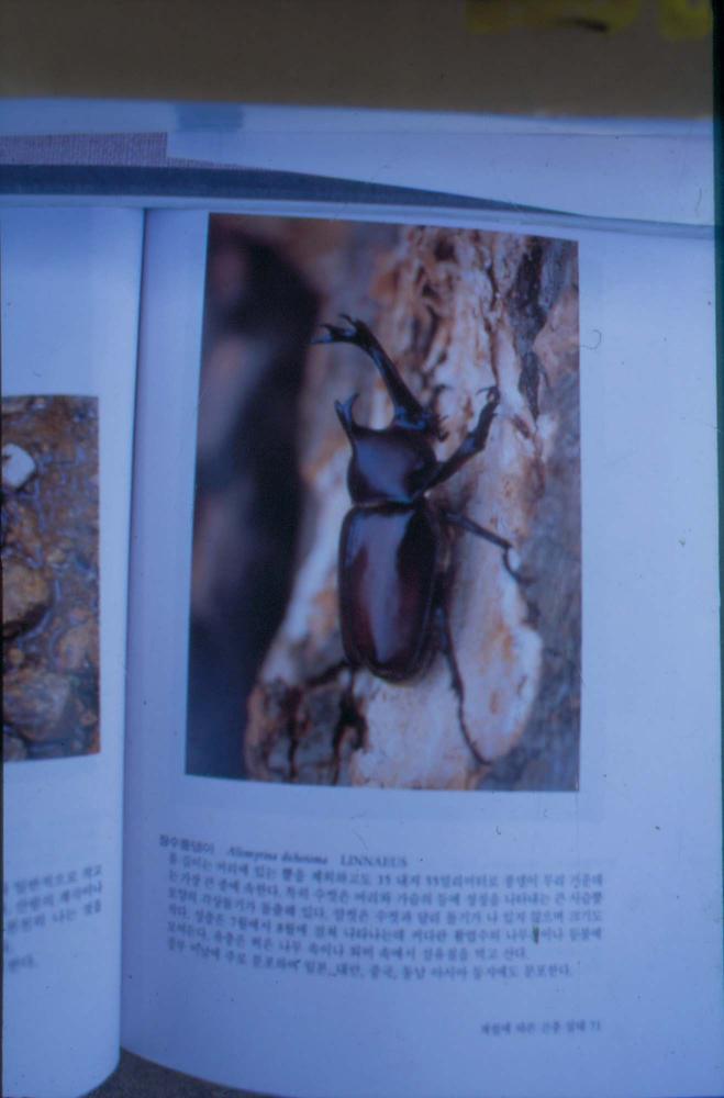 김명희 작품 및 관련 이미지 슬라이드 필름 2
