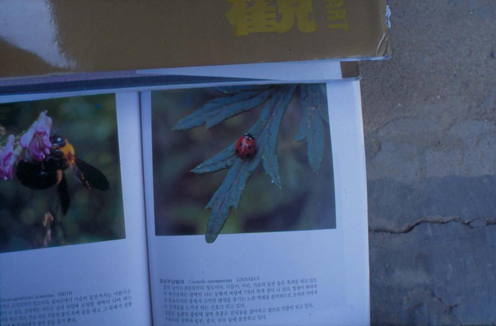 김명희 작품 및 관련 이미지 슬라이드 필름 2