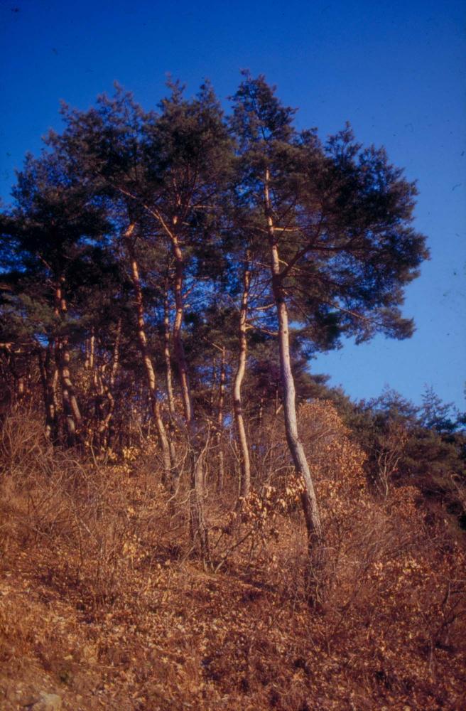 김명희 작품 자료 관련 슬라이드 필름