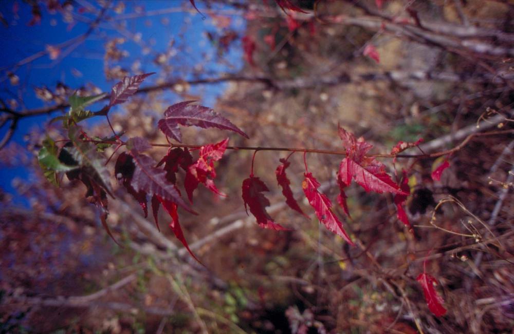 원화랑 전시 및 정찬승 외 지인과 함께 촬영한 슬라이드 필름