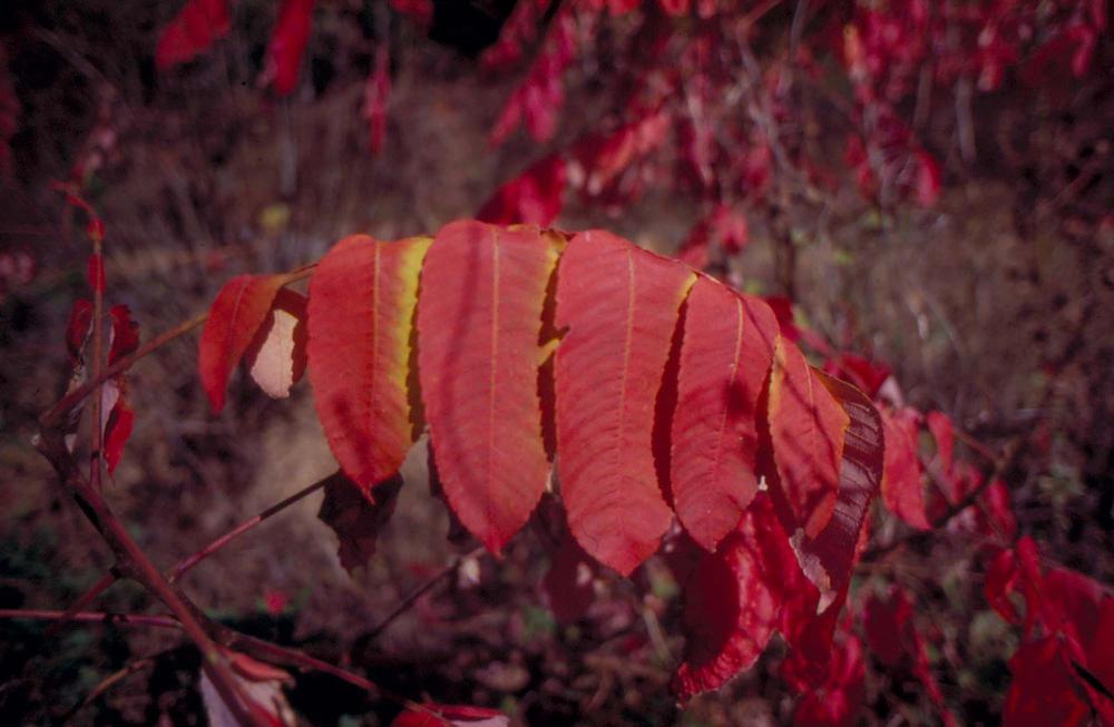 원화랑 전시 및 정찬승 외 지인과 함께 촬영한 슬라이드 필름