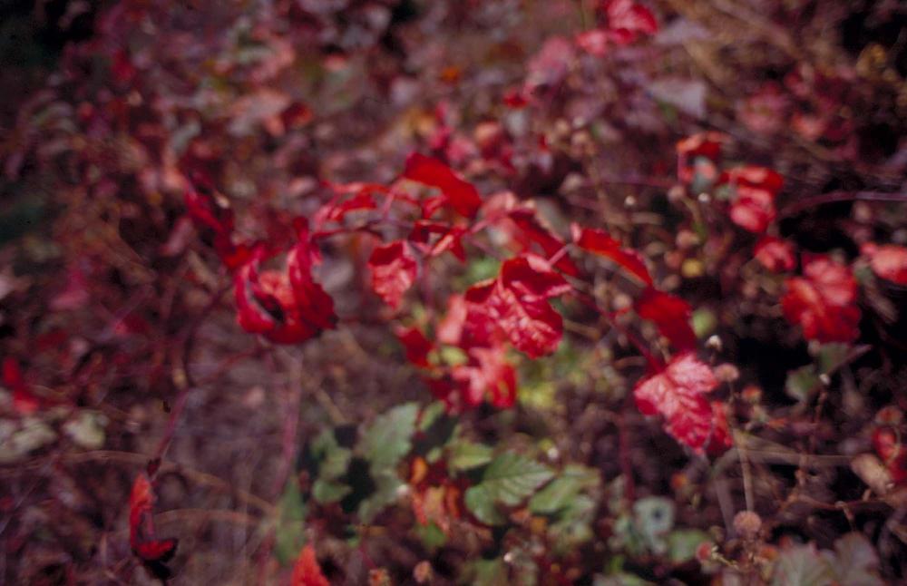 원화랑 전시 및 정찬승 외 지인과 함께 촬영한 슬라이드 필름