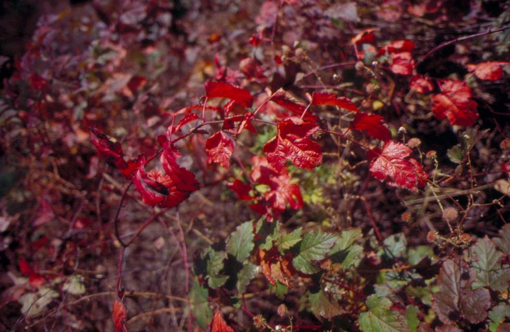 원화랑 전시 및 정찬승 외 지인과 함께 촬영한 슬라이드 필름
