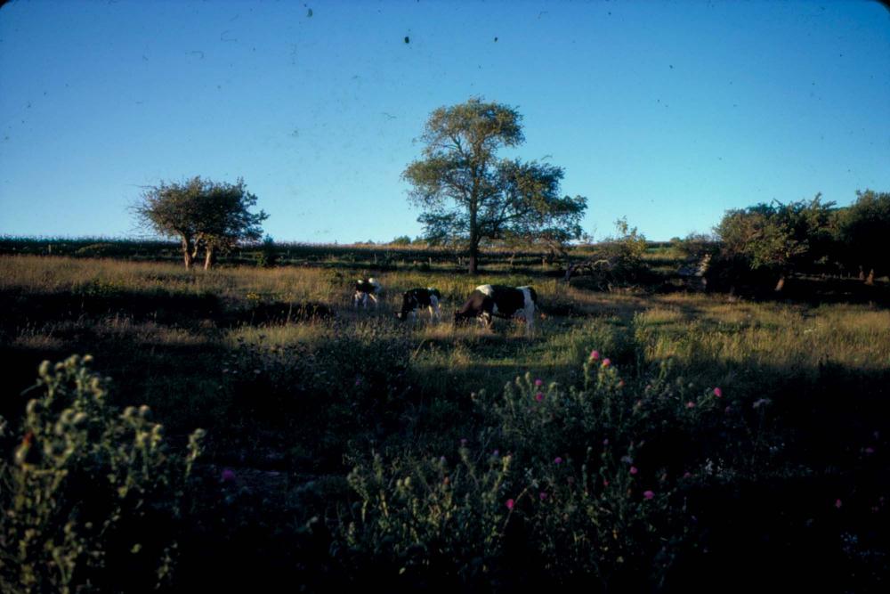 원화랑 전시 및 정찬승 외 지인과 함께 촬영한 슬라이드 필름