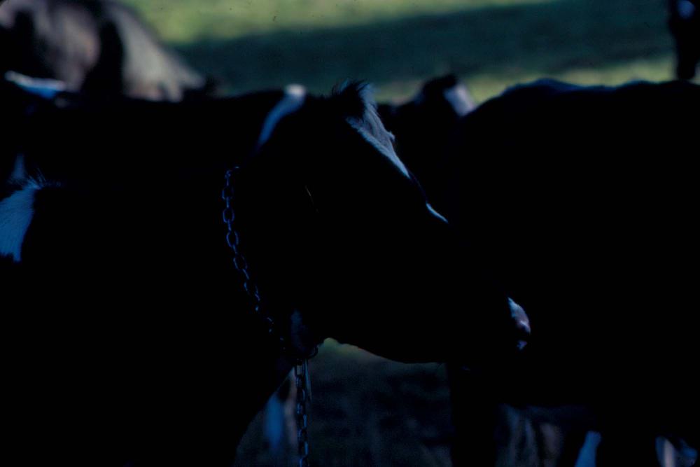 원화랑 전시 및 정찬승 외 지인과 함께 촬영한 슬라이드 필름