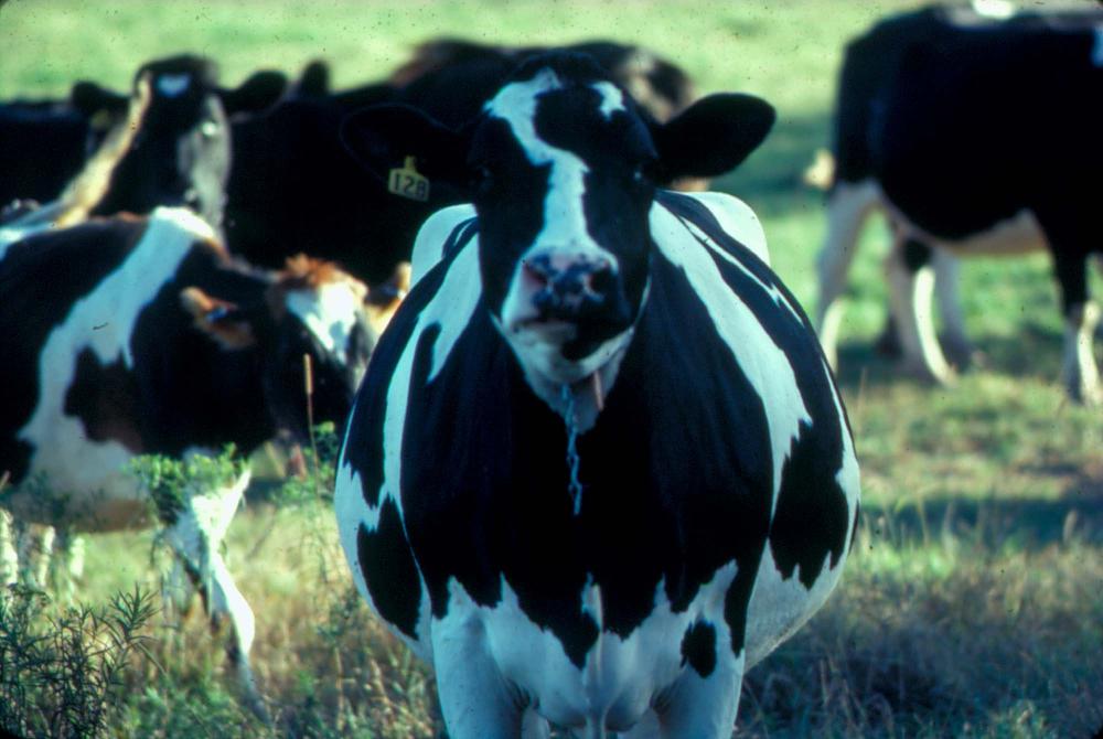 원화랑 전시 및 정찬승 외 지인과 함께 촬영한 슬라이드 필름