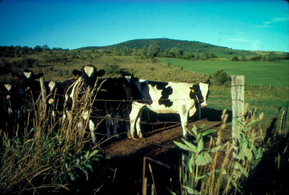 원화랑 전시 및 정찬승 외 지인과 함께 촬영한 슬라이드 필름