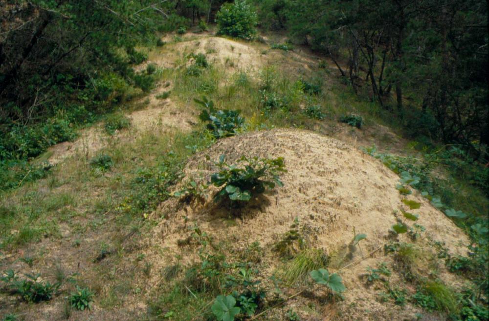 원화랑 전시 및 정찬승 외 지인과 함께 촬영한 슬라이드 필름