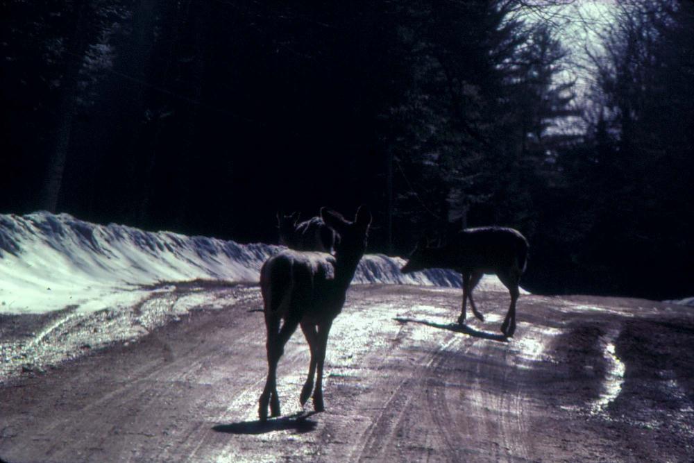 원화랑 전시 및 정찬승 외 지인과 함께 촬영한 슬라이드 필름
