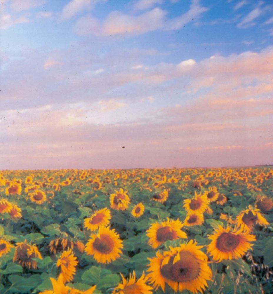 원화랑 전시 및 정찬승 외 지인과 함께 촬영한 슬라이드 필름