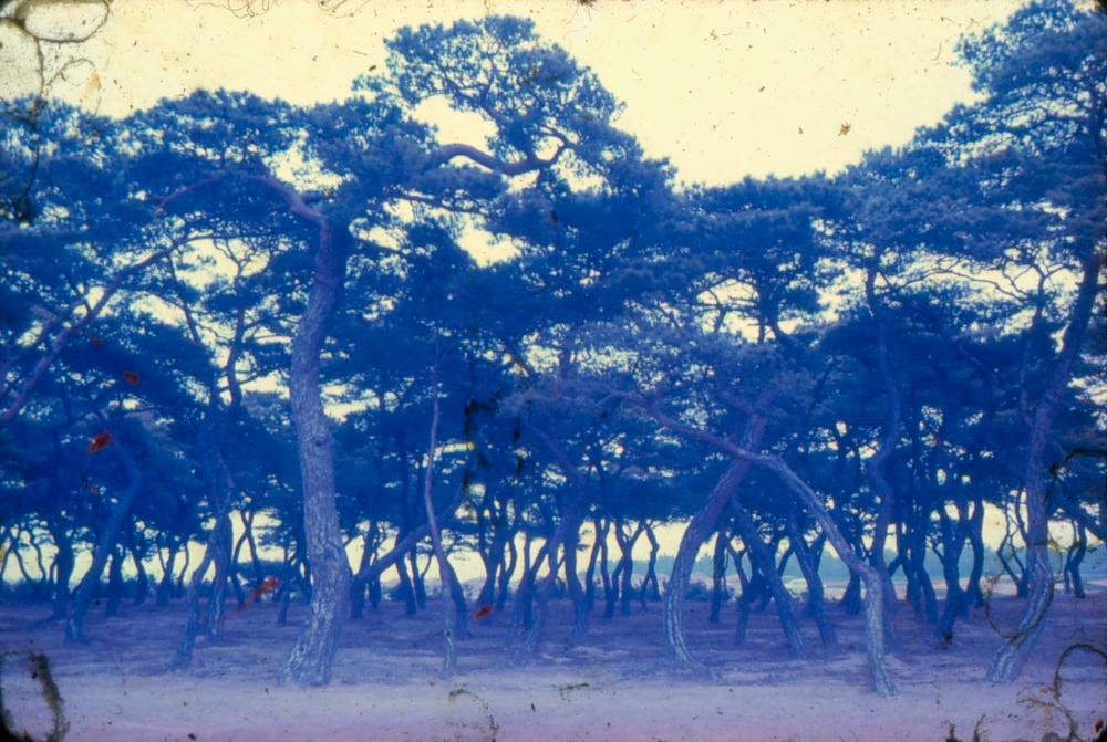 김차섭 한국 사진(유관순 벽화, 효당, 경주 등) 슬라이드 필름