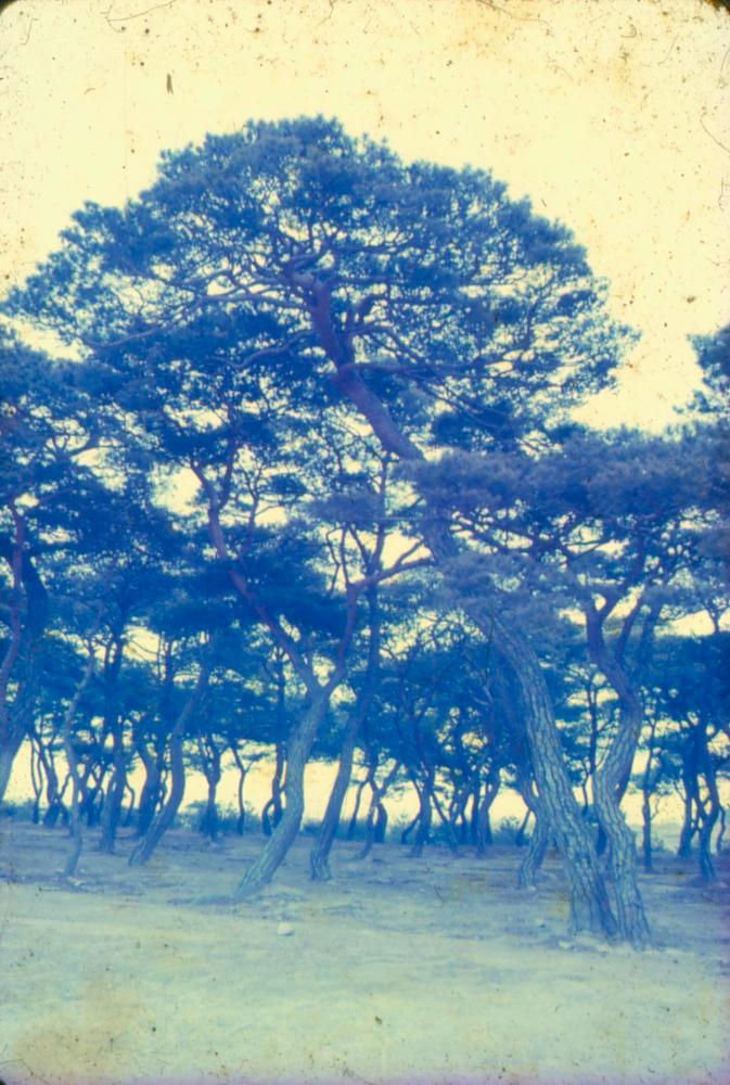 김차섭 한국 사진(유관순 벽화, 효당, 경주 등) 슬라이드 필름