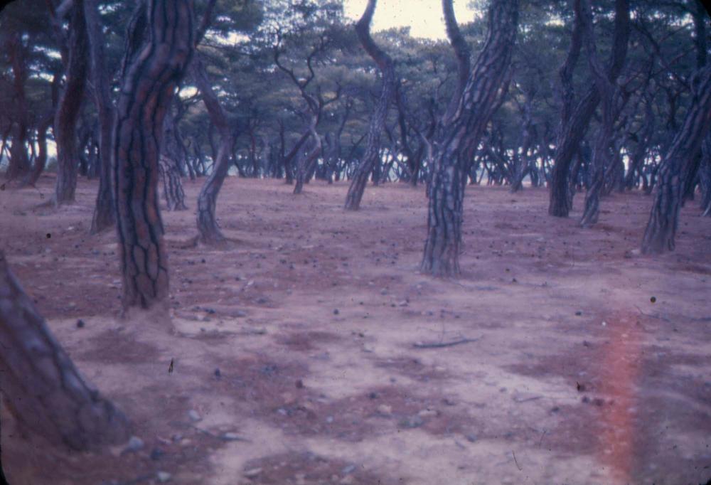 김차섭 한국 사진(유관순 벽화, 효당, 경주 등) 슬라이드 필름