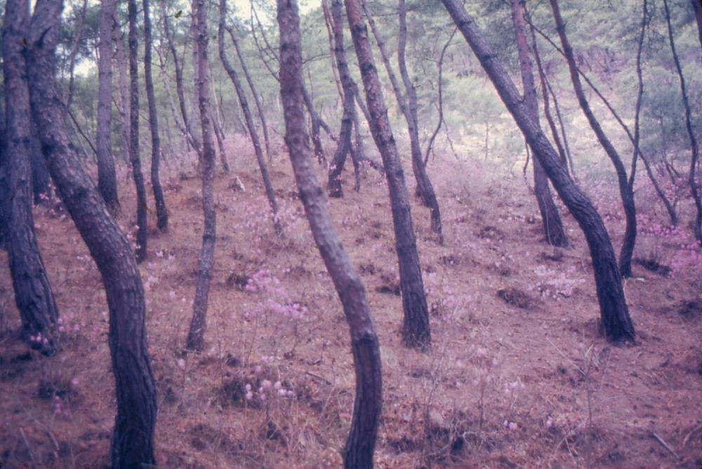 김차섭 한국 사진(유관순 벽화, 효당, 경주 등) 슬라이드 필름