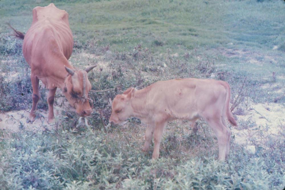 김차섭 한국 사진(유관순 벽화, 효당, 경주 등) 슬라이드 필름