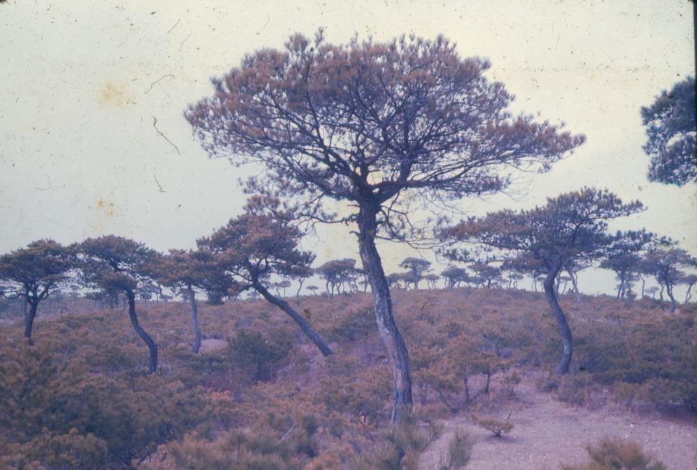 김차섭 한국 사진(유관순 벽화, 효당, 경주 등) 슬라이드 필름
