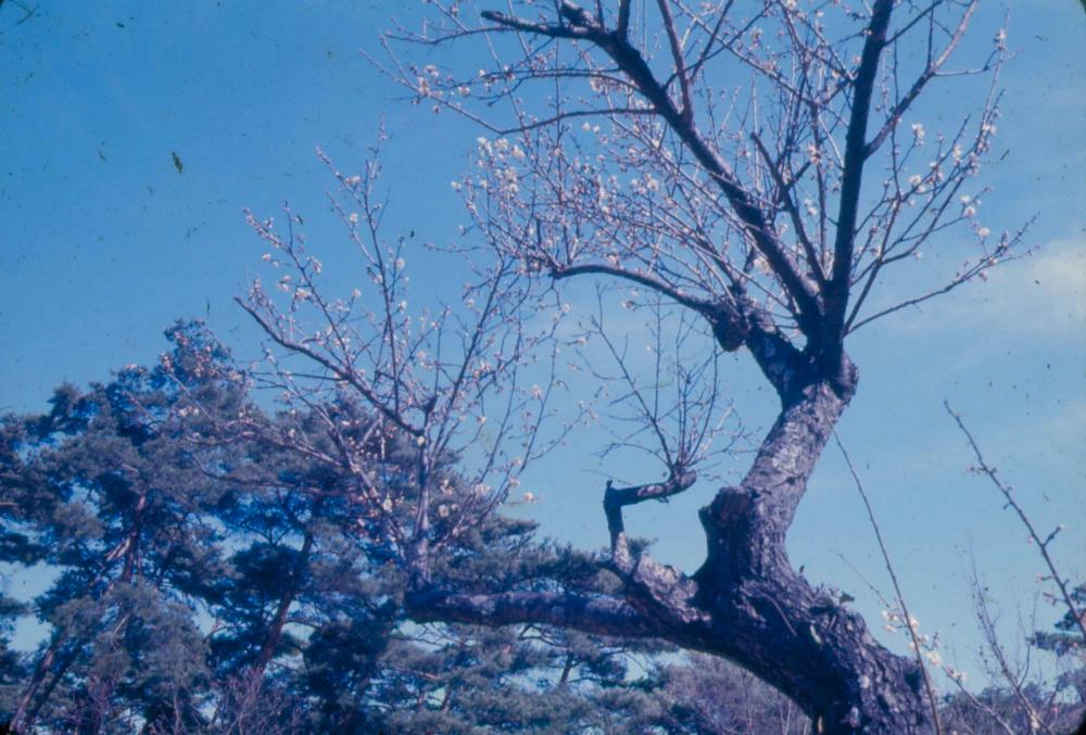김차섭 한국 사진(유관순 벽화, 효당, 경주 등) 슬라이드 필름