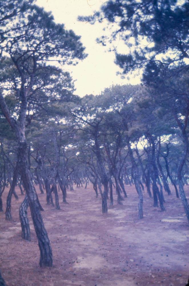 김차섭 한국 사진(유관순 벽화, 효당, 경주 등) 슬라이드 필름