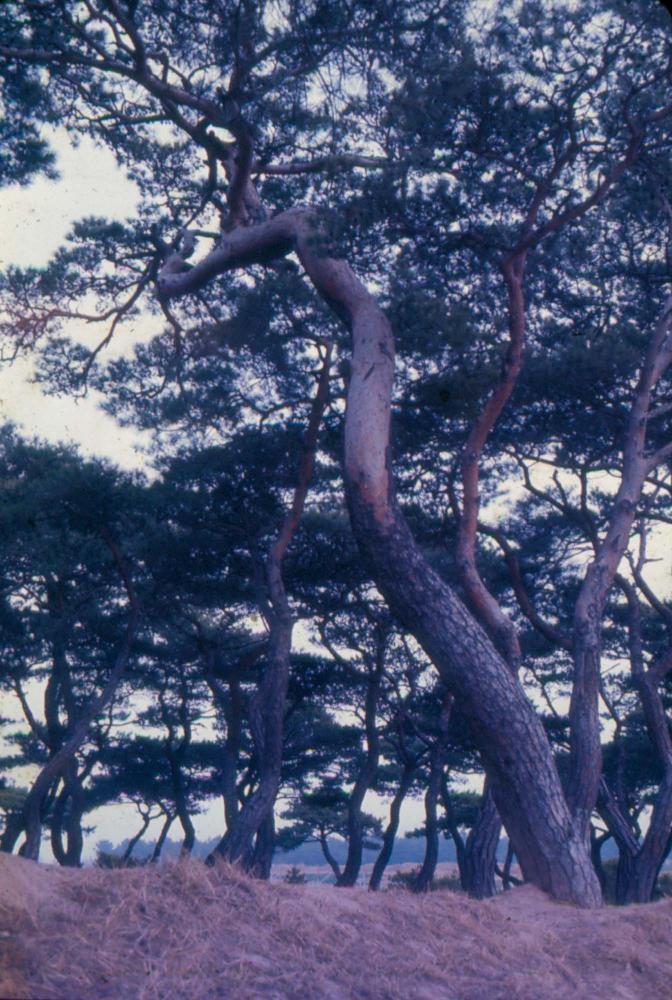 김차섭 한국 사진(유관순 벽화, 효당, 경주 등) 슬라이드 필름