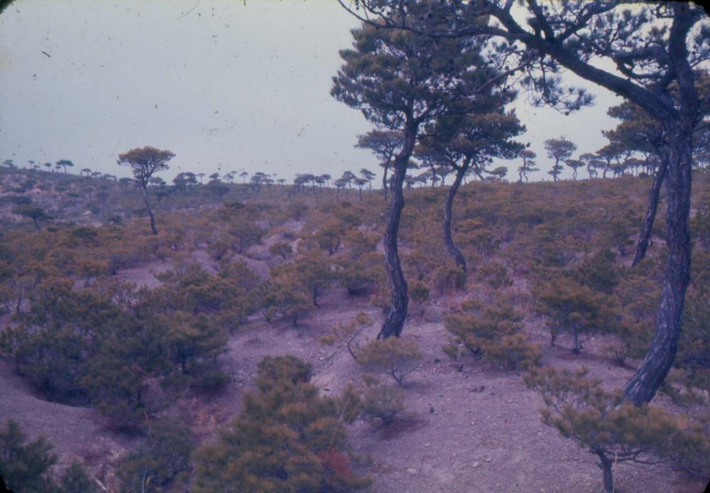 김차섭 한국 사진(유관순 벽화, 효당, 경주 등) 슬라이드 필름