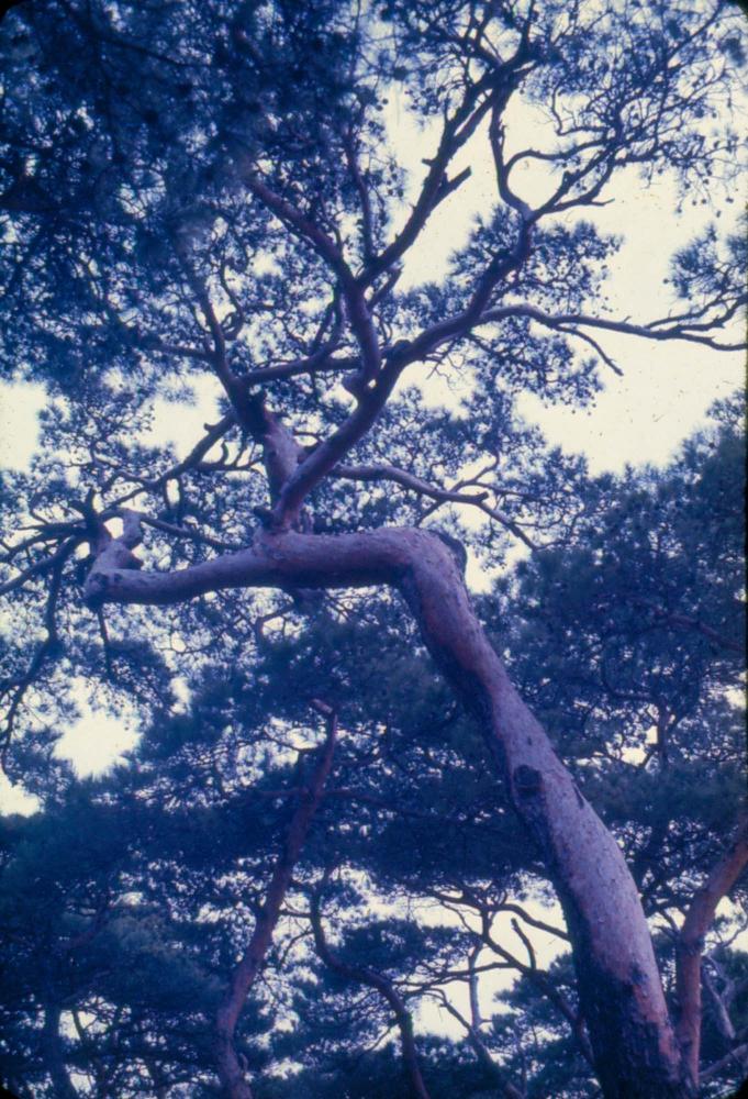 김차섭 한국 사진(유관순 벽화, 효당, 경주 등) 슬라이드 필름