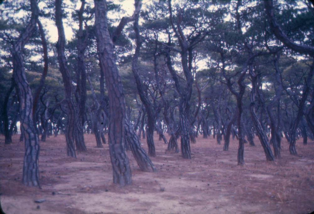 김차섭 한국 사진(유관순 벽화, 효당, 경주 등) 슬라이드 필름