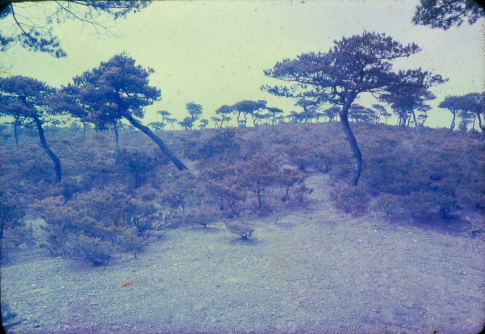 김차섭 한국 사진(유관순 벽화, 효당, 경주 등) 슬라이드 필름