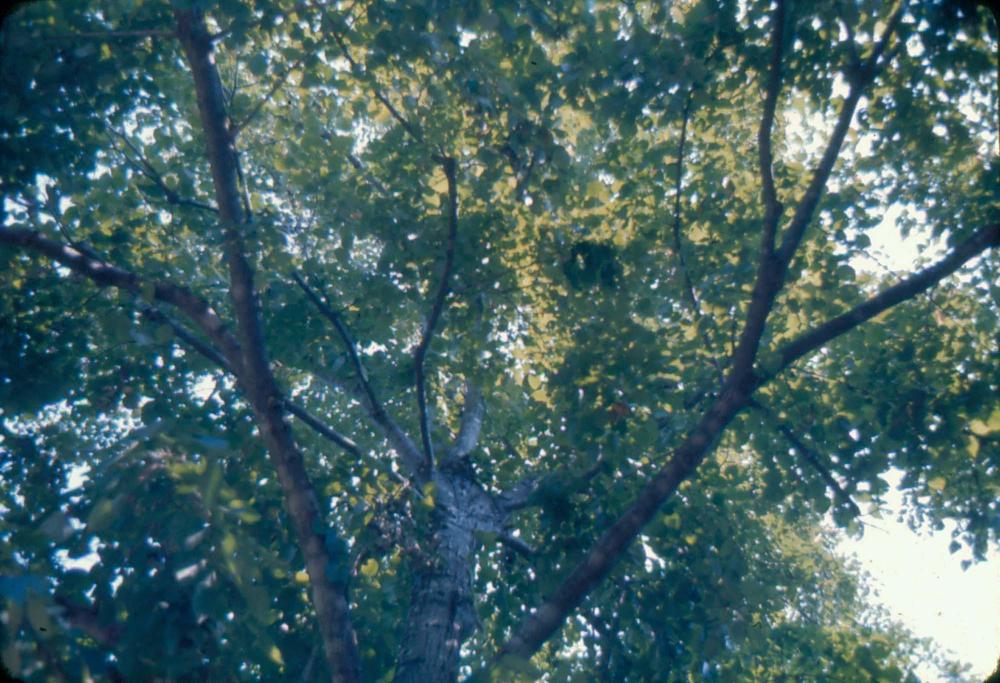 김차섭 한국 사진(유관순 벽화, 효당, 경주 등) 슬라이드 필름