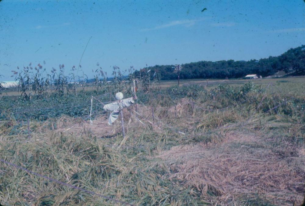 김차섭 한국 사진(유관순 벽화, 효당, 경주 등) 슬라이드 필름