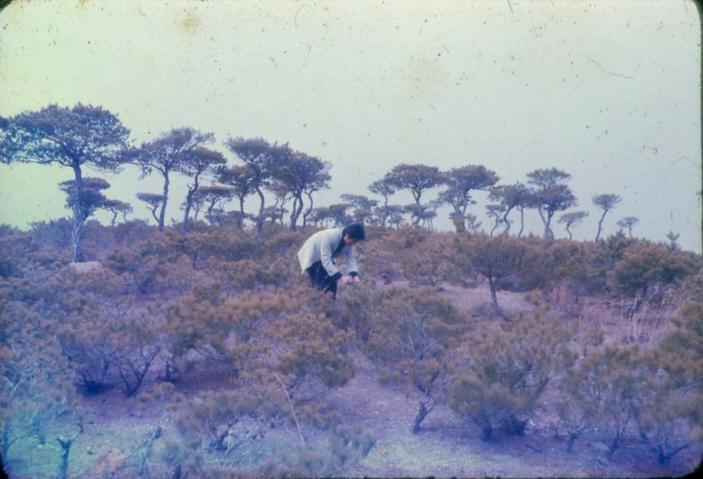 김차섭 한국 사진(유관순 벽화, 효당, 경주 등) 슬라이드 필름