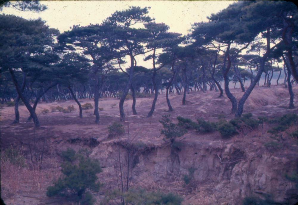 김차섭 한국 사진(유관순 벽화, 효당, 경주 등) 슬라이드 필름