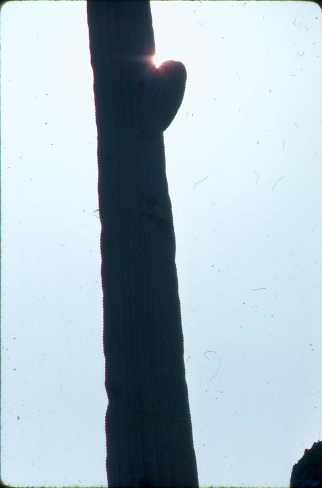 김명희가 촬영한 미국 여행 슬라이드 필름