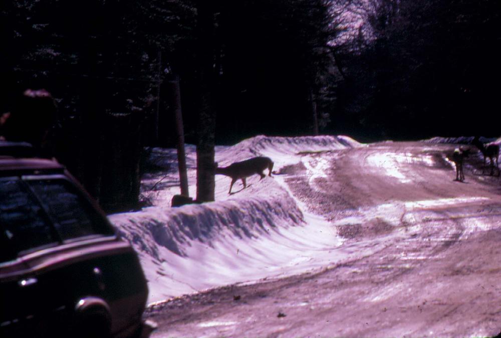김명희가 촬영한 미국 여행 슬라이드 필름
