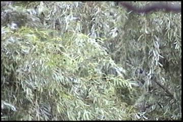 2003년 갤러리현대 김명희 개인전 《流轉(유전)의 역동성(Dynamics of Dislocation)》 전시 작품 중 비디오 스틸컷 사진파일