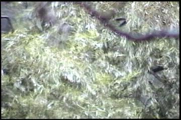 2003년 갤러리현대 김명희 개인전 《流轉(유전)의 역동성(Dynamics of Dislocation)》 전시 작품 중 비디오 스틸컷 사진파일