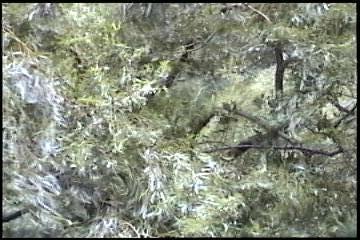 2003년 갤러리현대 김명희 개인전 《流轉(유전)의 역동성(Dynamics of Dislocation)》 전시 작품 중 비디오 스틸컷 사진파일