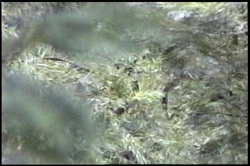 2003년 갤러리현대 김명희 개인전 《流轉(유전)의 역동성(Dynamics of Dislocation)》 전시 작품 중 비디오 스틸컷 사진파일