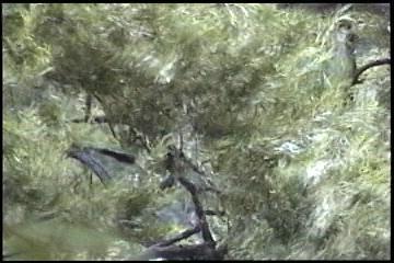 2003년 갤러리현대 김명희 개인전 《流轉(유전)의 역동성(Dynamics of Dislocation)》 전시 작품 중 비디오 스틸컷 사진파일