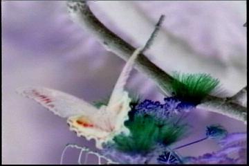 2003년 갤러리현대 김명희 개인전 《流轉(유전)의 역동성(Dynamics of Dislocation)》 전시 작품 중 비디오 스틸컷 사진파일