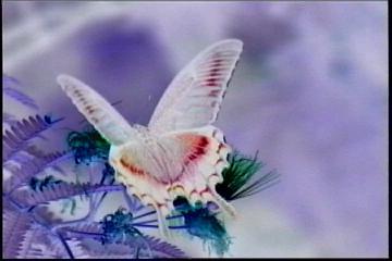 2003년 갤러리현대 김명희 개인전 《流轉(유전)의 역동성(Dynamics of Dislocation)》 전시 작품 중 비디오 스틸컷 사진파일