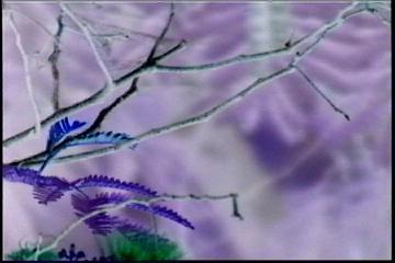 2003년 갤러리현대 김명희 개인전 《流轉(유전)의 역동성(Dynamics of Dislocation)》 전시 작품 중 비디오 스틸컷 사진파일