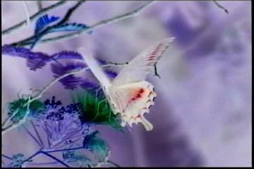 2003년 갤러리현대 김명희 개인전 《流轉(유전)의 역동성(Dynamics of Dislocation)》 전시 작품 중 비디오 스틸컷 사진파일