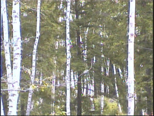 자작나무 숲을 촬영한 영상 스틸컷 사진파일 1 1