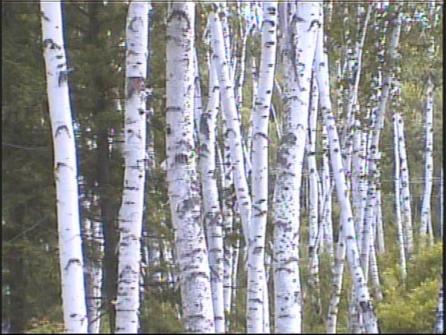 자작나무 숲을 촬영한 영상 스틸컷 사진파일 1 2