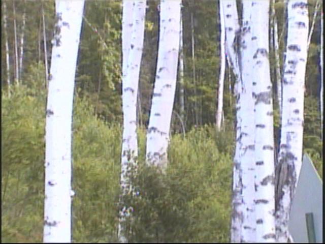 자작나무 숲을 촬영한 영상 스틸컷 사진파일 1 3