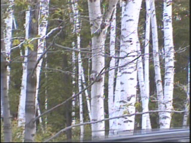 자작나무 숲을 촬영한 영상 스틸컷 사진파일 1 4